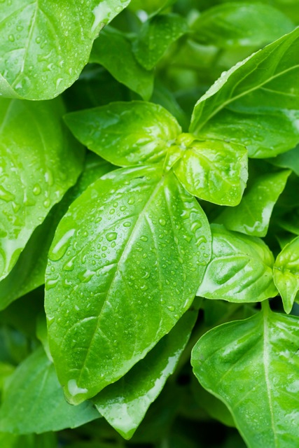 Close up view of basil.